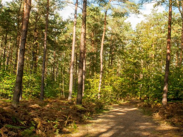 Foretdebordlouviers6©normandie Photo.com