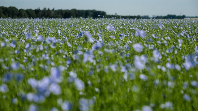 2020 06 Lin En Fleur 50089941457 O Min