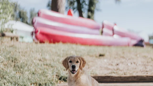 Canoë avec son chien à Autheuil-Authouillet
