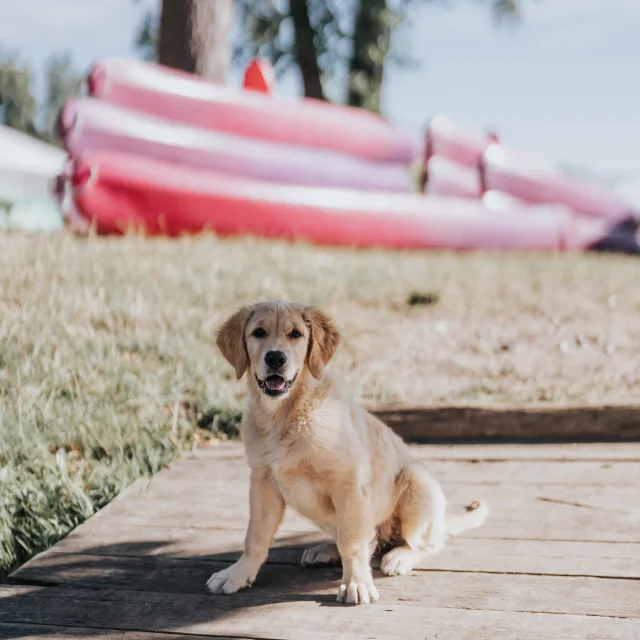Canoë avec son chien à Autheuil-Authouillet