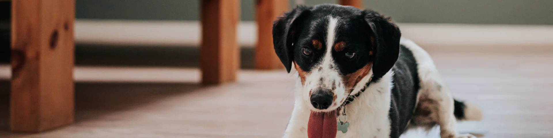 Avec son chien en gîte à Poses